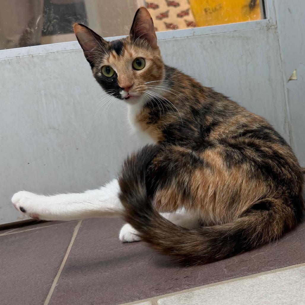 Potion 5914, a Adoptable Domestic Short Hair in Hamilton, GA image 4/5