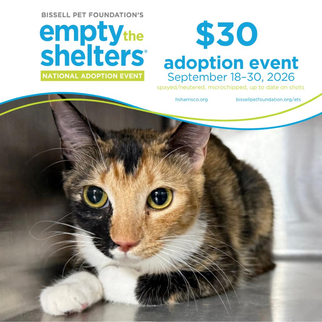 Enlarge Potion 5914, a Adoptable Domestic Short Hair in Hamilton, GA image 5/6