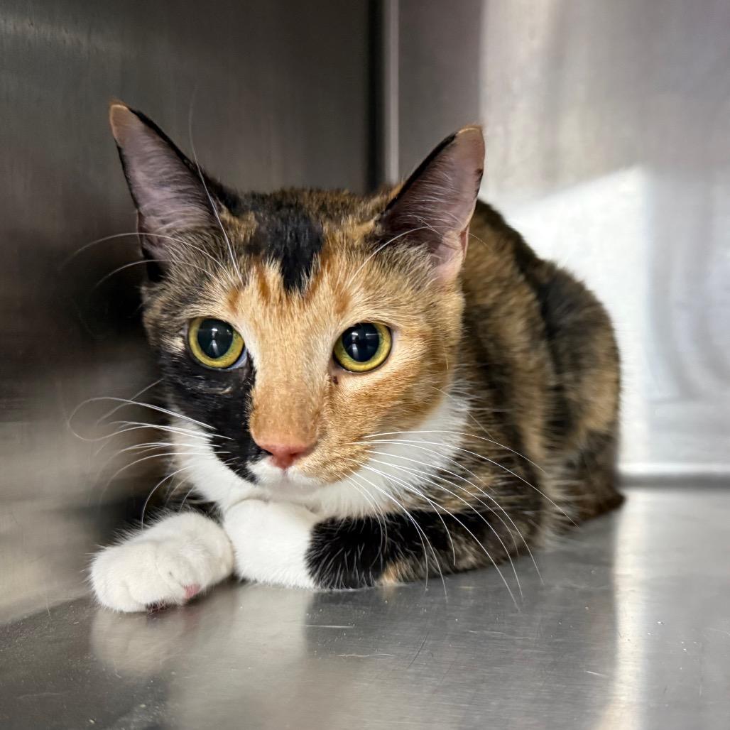Potion 5914, a Adoptable Domestic Short Hair in Hamilton, GA image 5/5