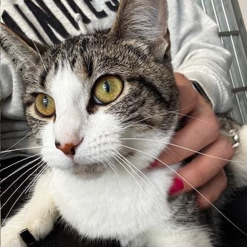 Enlarge Emma Jean, a ADOPTABLE Domestic Short Hair in Hutchinson, MN image 1/4