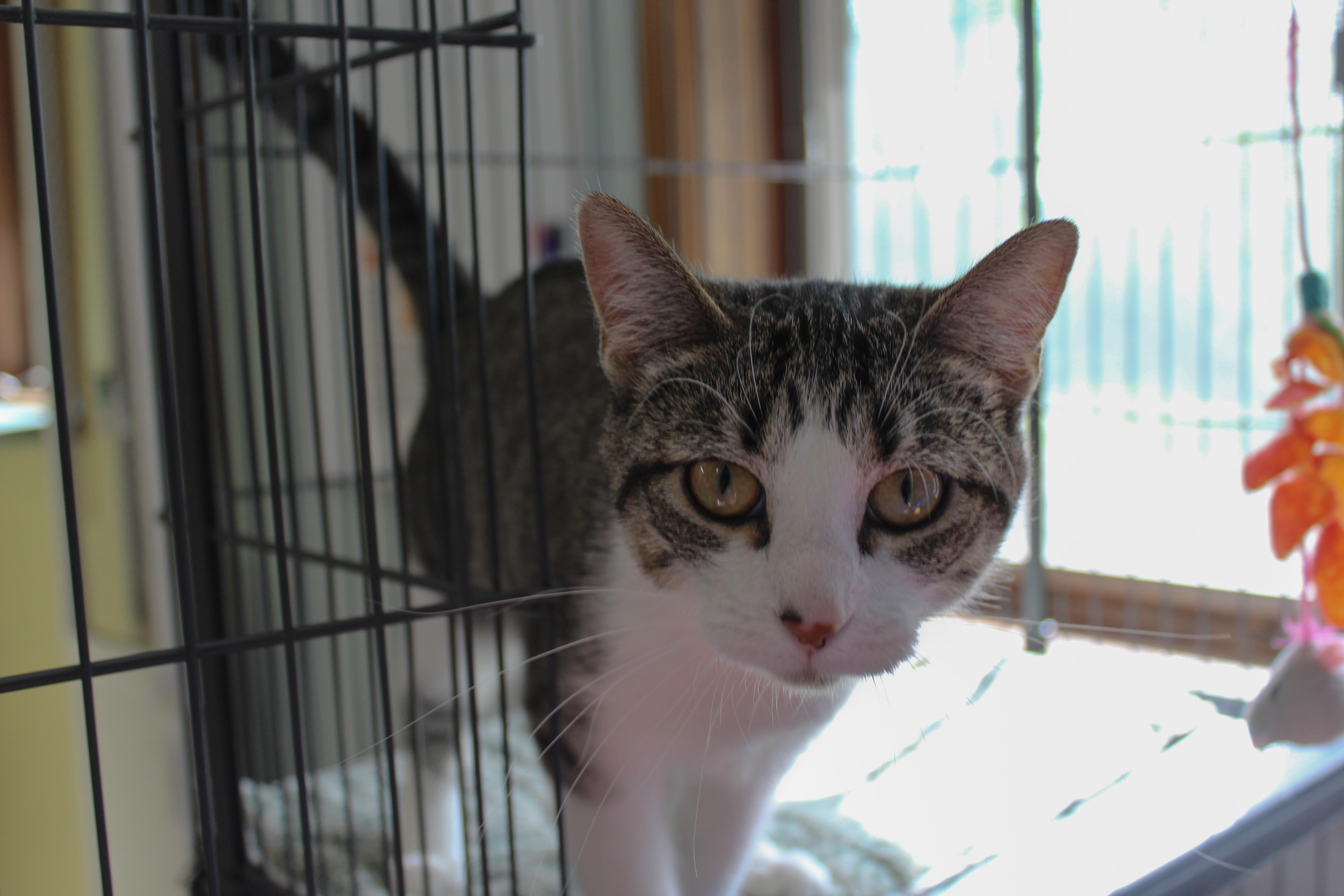 Emma Jean, ADOPTABLE, Young Female Domestic Short Hair.