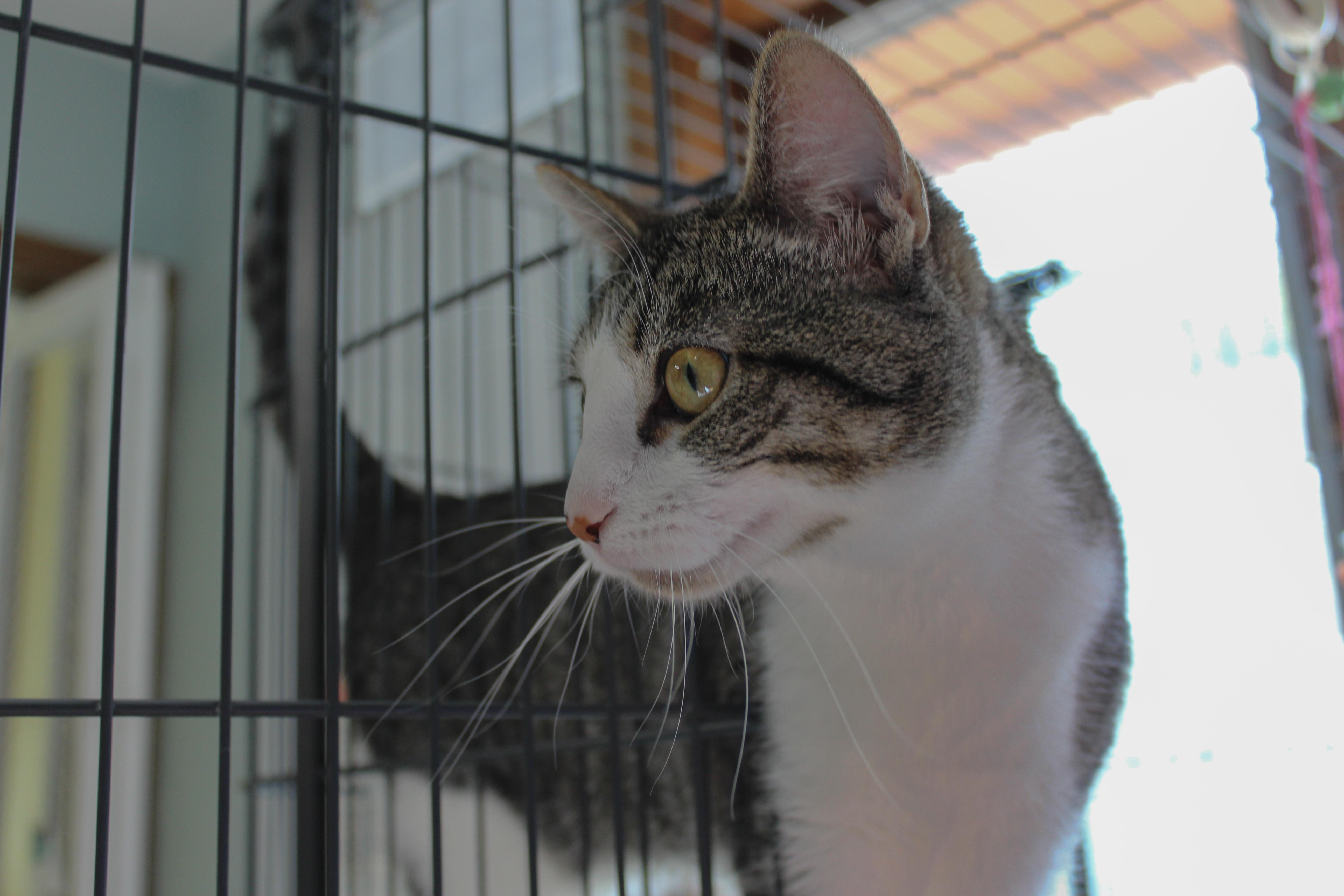 Enlarge Emma Jean, a ADOPTABLE Domestic Short Hair in Hutchinson, MN image 3/6