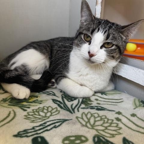 Enlarge Emma Jean, a ADOPTABLE Domestic Short Hair in Hutchinson, MN image 4/4