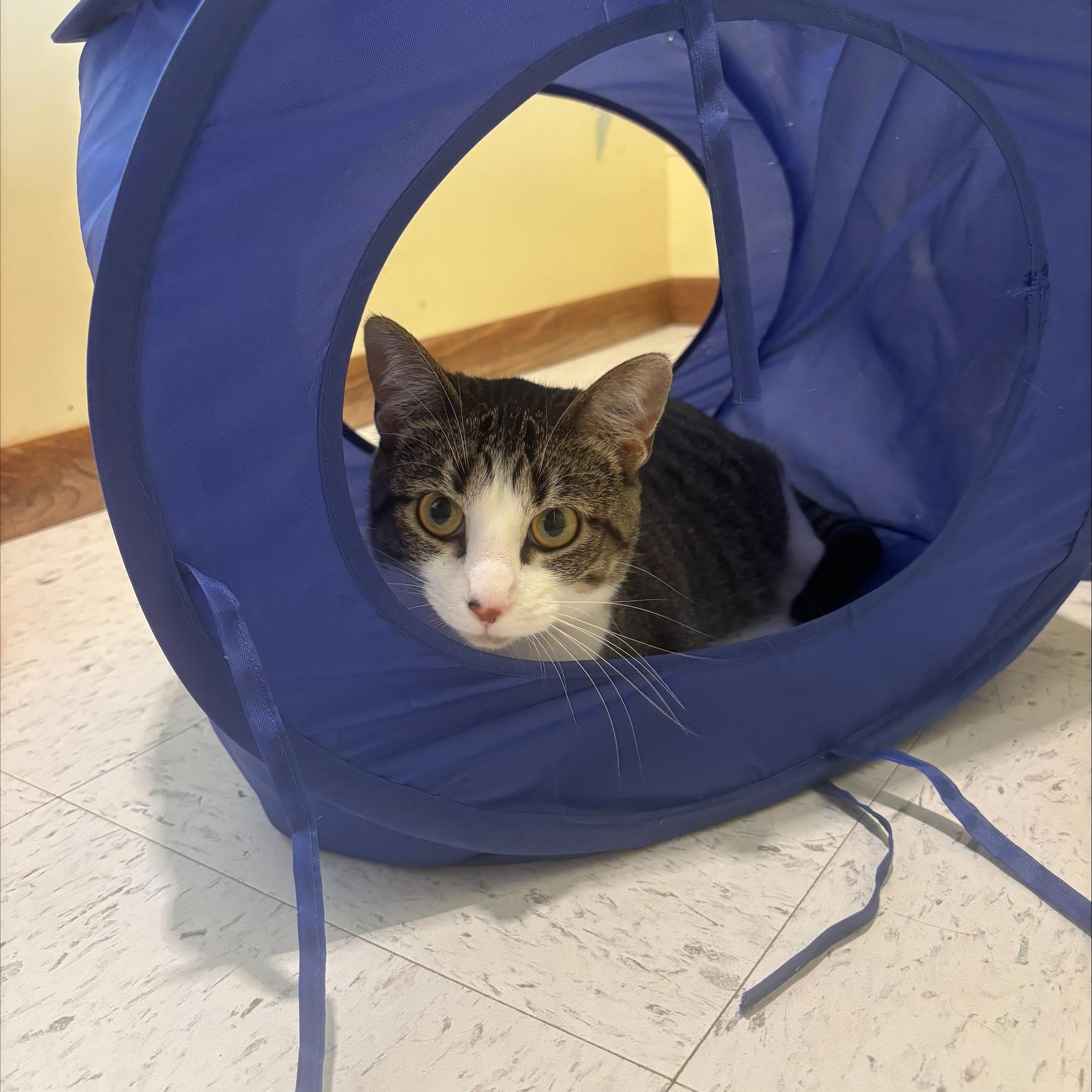 Enlarge Emma Jean, a ADOPTABLE Domestic Short Hair in Hutchinson, MN image 2/6
