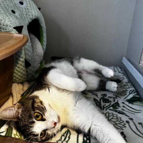 Enlarge Emma Jean, a ADOPTABLE Domestic Short Hair in Hutchinson, MN image 3/4