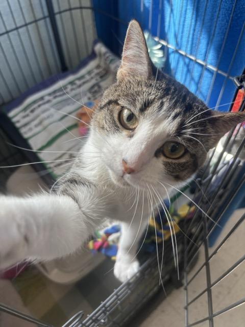 Enlarge Emma Jean, a ADOPTABLE Domestic Short Hair in Hutchinson, MN image 1/6