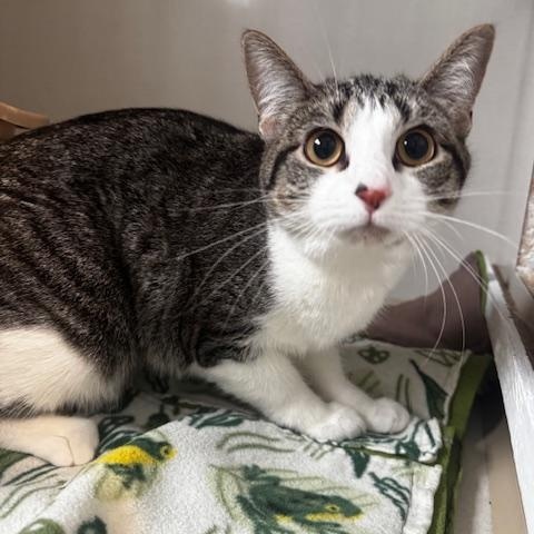 Enlarge Emma Jean, a ADOPTABLE Domestic Short Hair in Hutchinson, MN image 2/4
