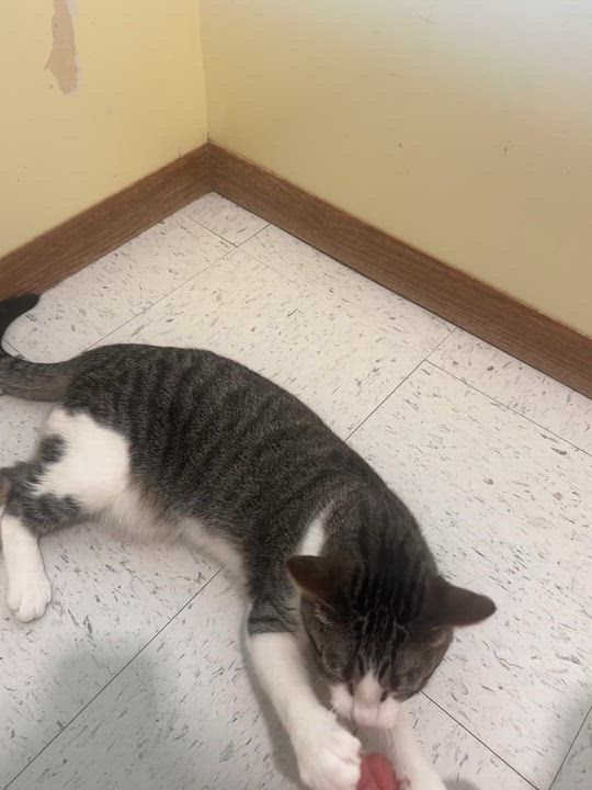 Enlarge Emma Jean, a ADOPTABLE Domestic Short Hair in Hutchinson, MN video 5/5
