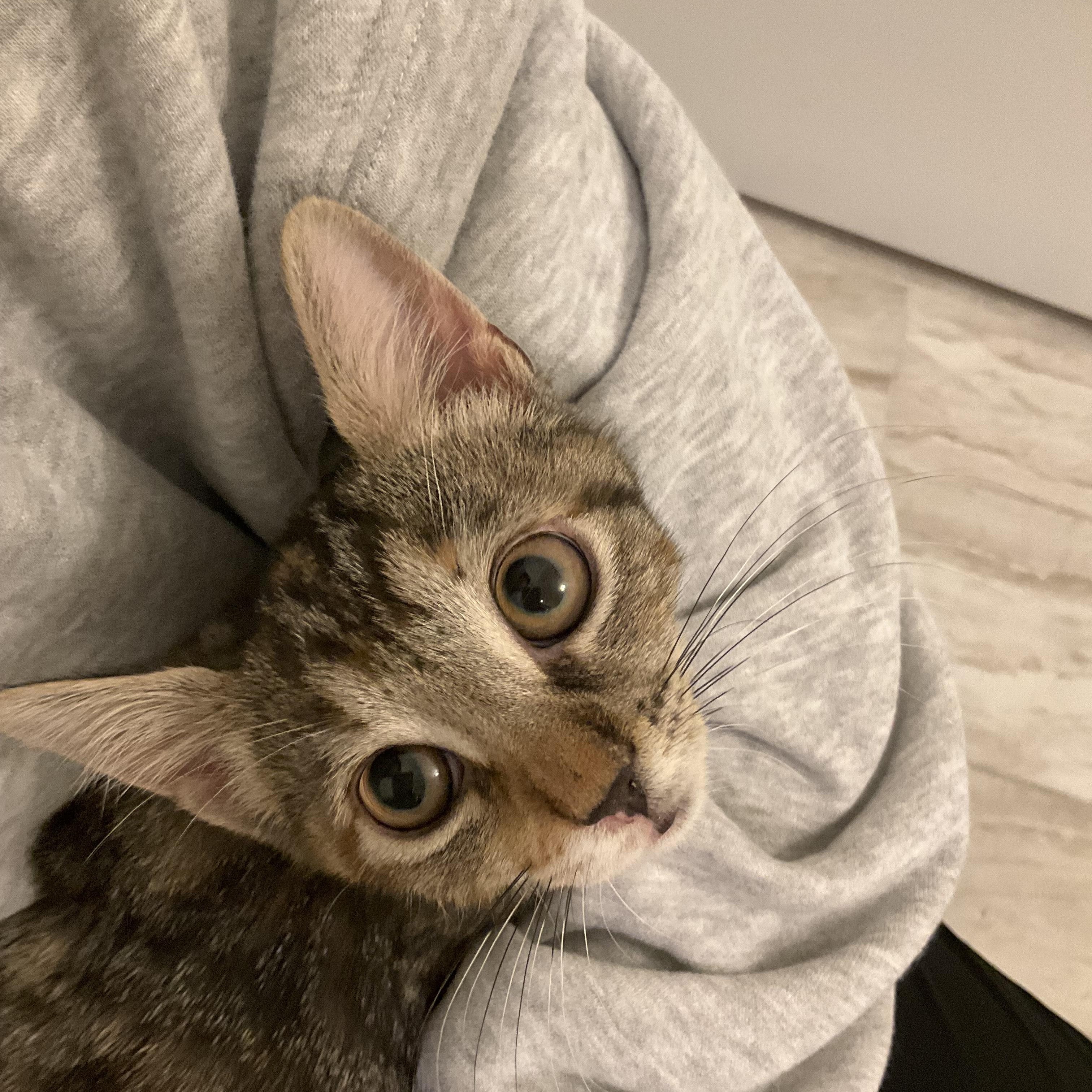 Coffee Litter, ADOPTABLE, Kitten Female American Shorthair.