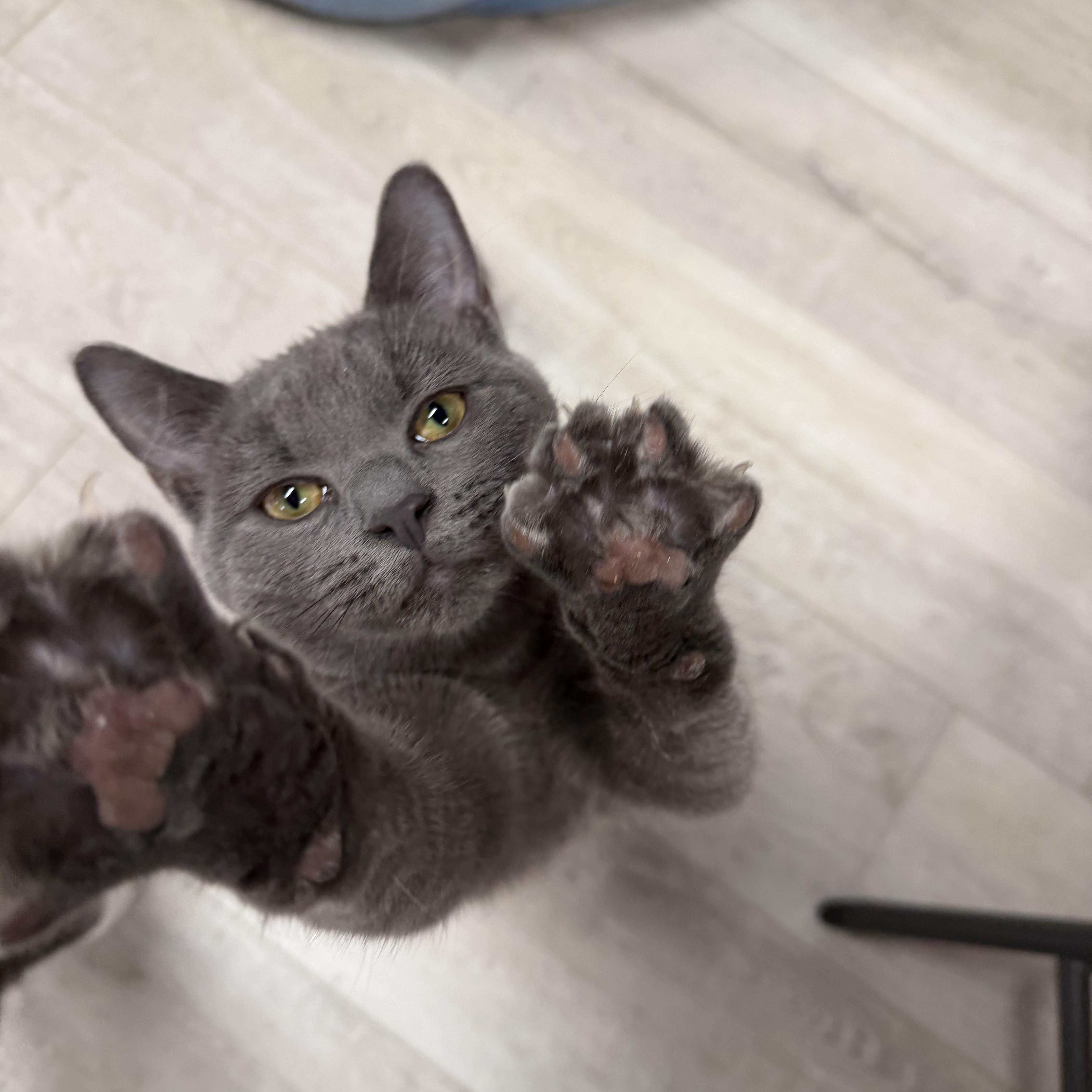 Bean, ADOPTABLE, Kitten Female American Shorthair.