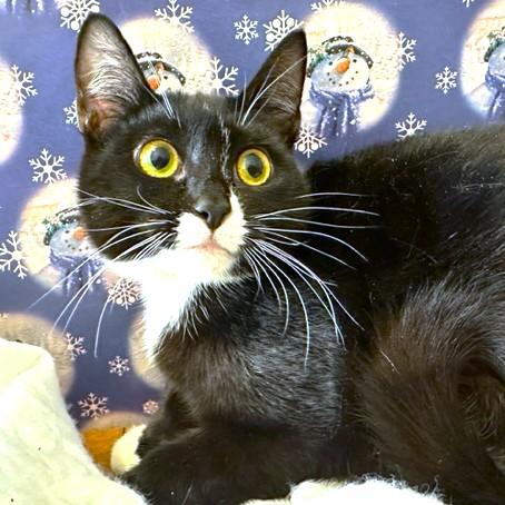 LOVELY LOTUS - SNUGGLY SIBERIAN!, a Adoptable mixed breed in Danbury, CT image 1/6