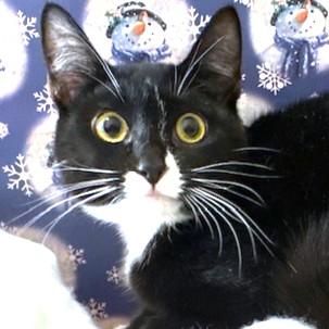 LOVELY LOTUS - SNUGGLY SIBERIAN!, a Adoptable mixed breed in Danbury, CT image 3/6