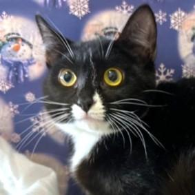 LOVELY LOTUS - SNUGGLY SIBERIAN!, a Adoptable mixed breed in Danbury, CT image 4/6