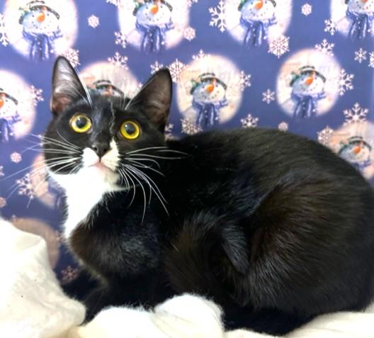 LOVELY LOTUS - SNUGGLY SIBERIAN!, a Adoptable mixed breed in Danbury, CT image 5/6