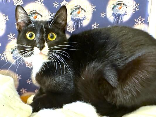 LOVELY LOTUS - SNUGGLY SIBERIAN! — thumbnail 6