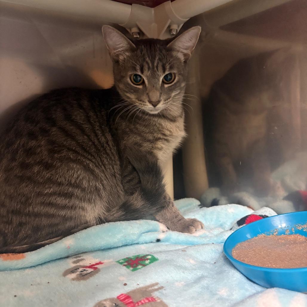 Enlarge Yang, a Adoptable Domestic Short Hair in Fenton, MI image 2/2