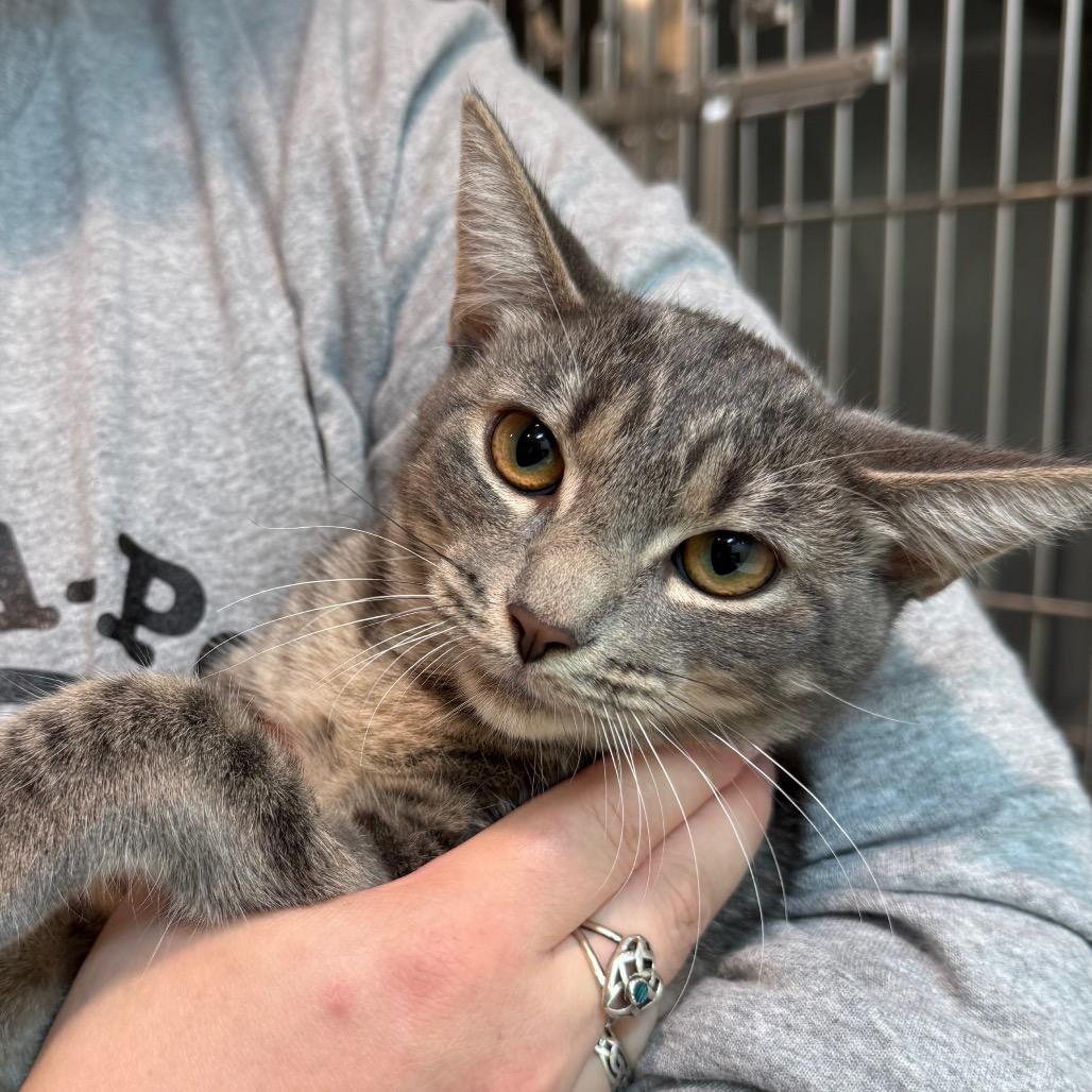 Yang, Adoptable, Kitten Female Domestic Short Hair.