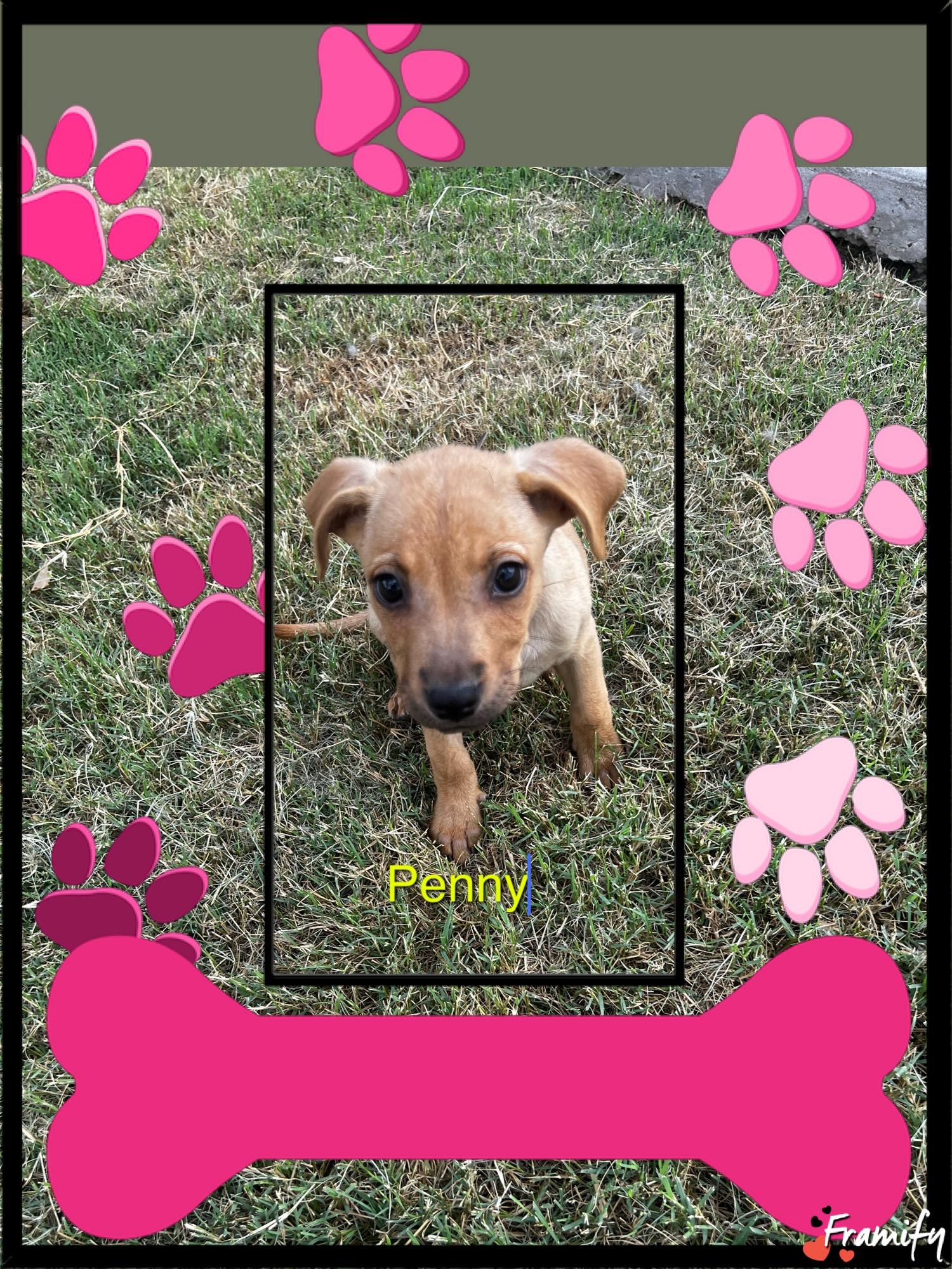 Penny