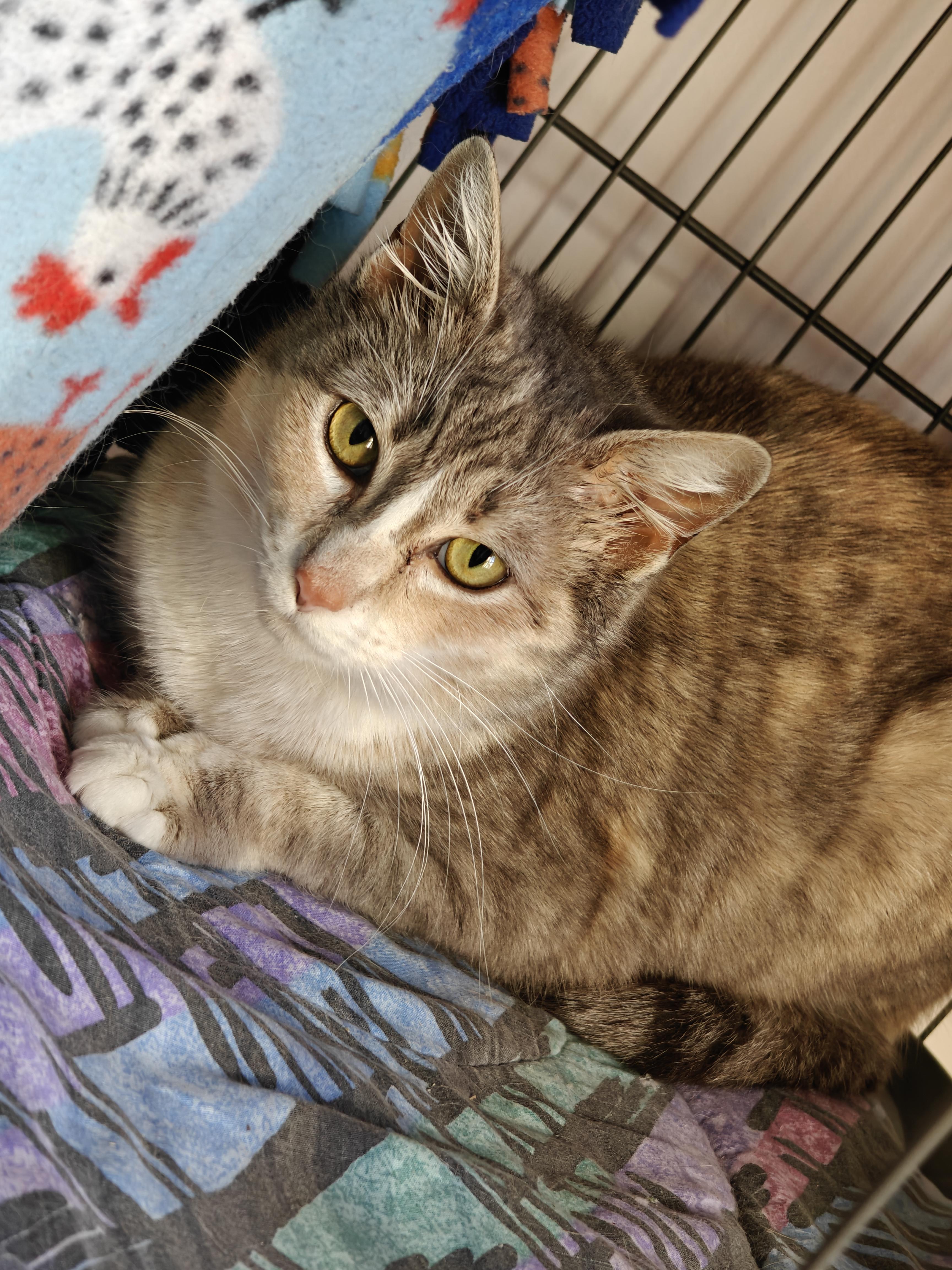 Enlarge Yasmin, a ADOPTABLE Domestic Short Hair in New Britain, CT image 2/2