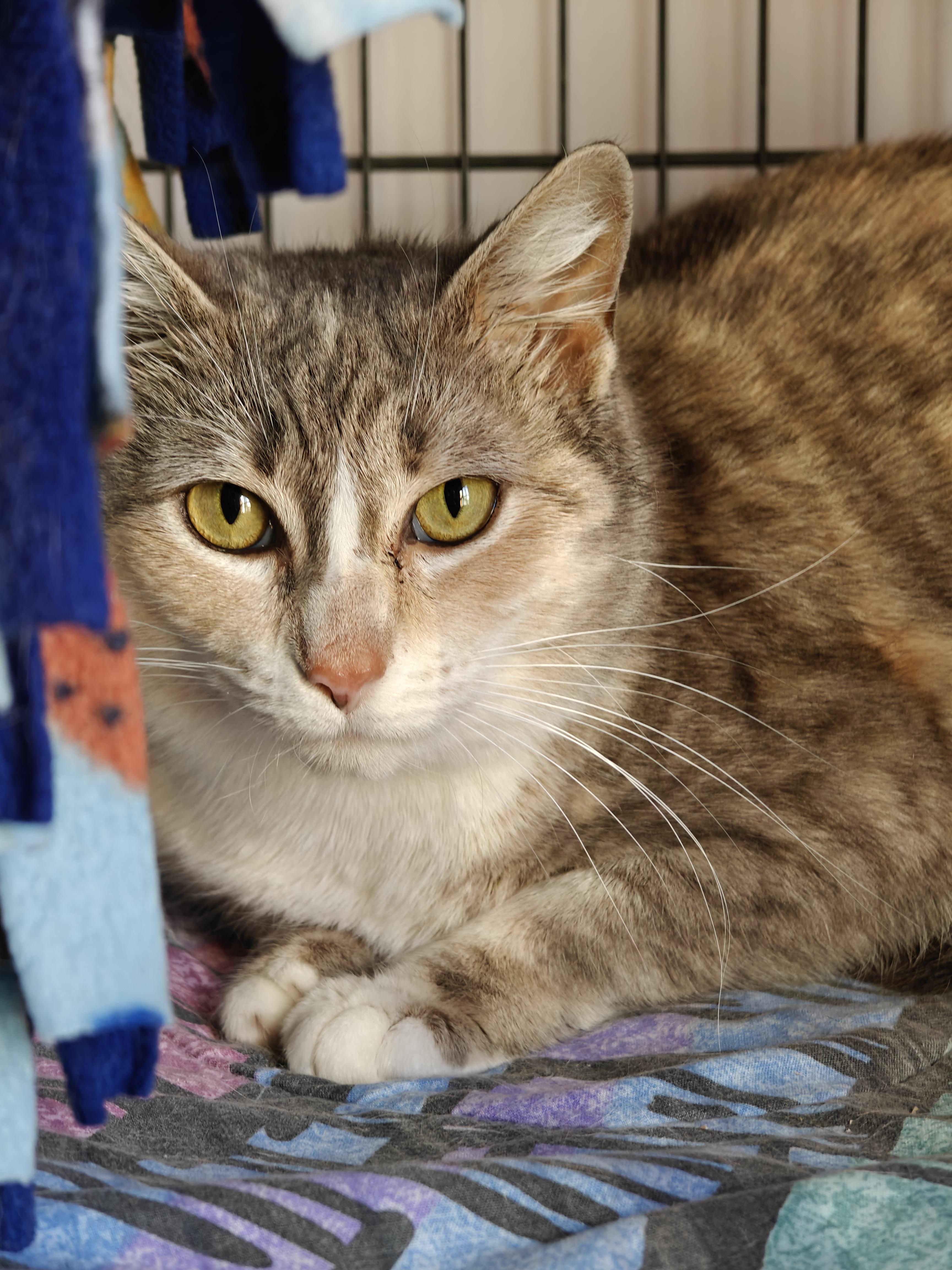 Yasmin, ADOPTABLE, Young Female Domestic Short Hair.
