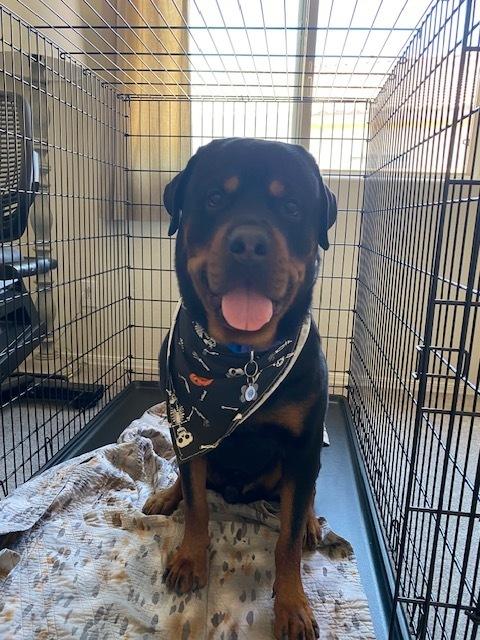 Enlarge Alexander, a Adoptable Rottweiler in Gilbert, AZ image 2/3