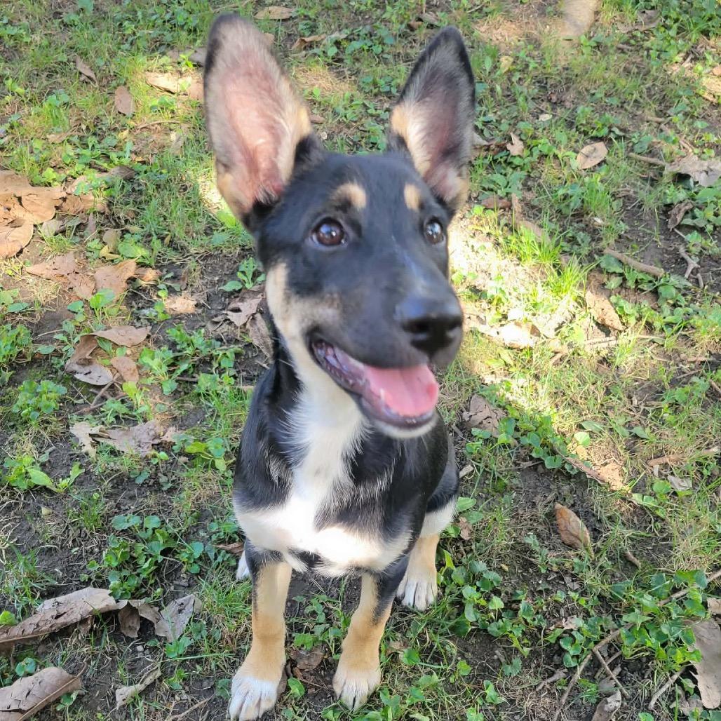 Enlarge DOROTHY GOLDEN, a Adoptable mixed breed in Cincinnati, OH image 1/4