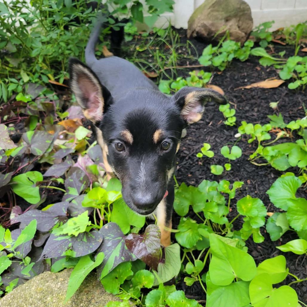 DOROTHY GOLDEN, Adoptable, Puppy Female German Shepherd Dog & Corgi.