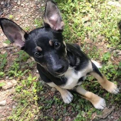 Enlarge DOROTHY GOLDEN, a Adoptable mixed breed in Cincinnati, OH image 3/4
