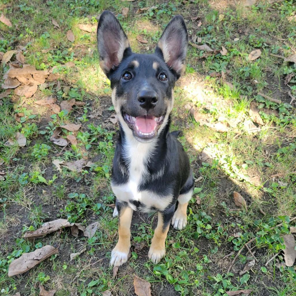 Enlarge DOROTHY GOLDEN, a Adoptable mixed breed in Cincinnati, OH image 4/4