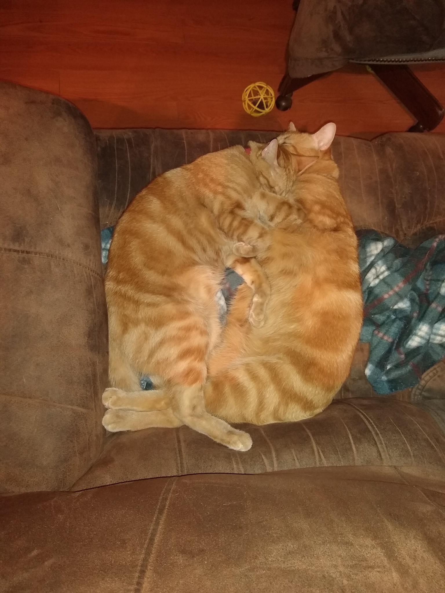 Reddington aka Redd, Young Male American Shorthair