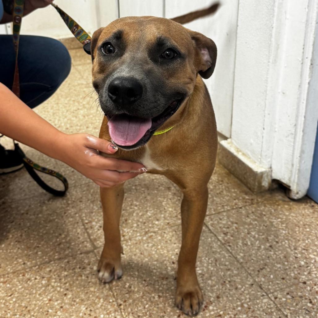 Enlarge Patron, a Adoptable Pit Bull Terrier in Vieques, PR image 1/1