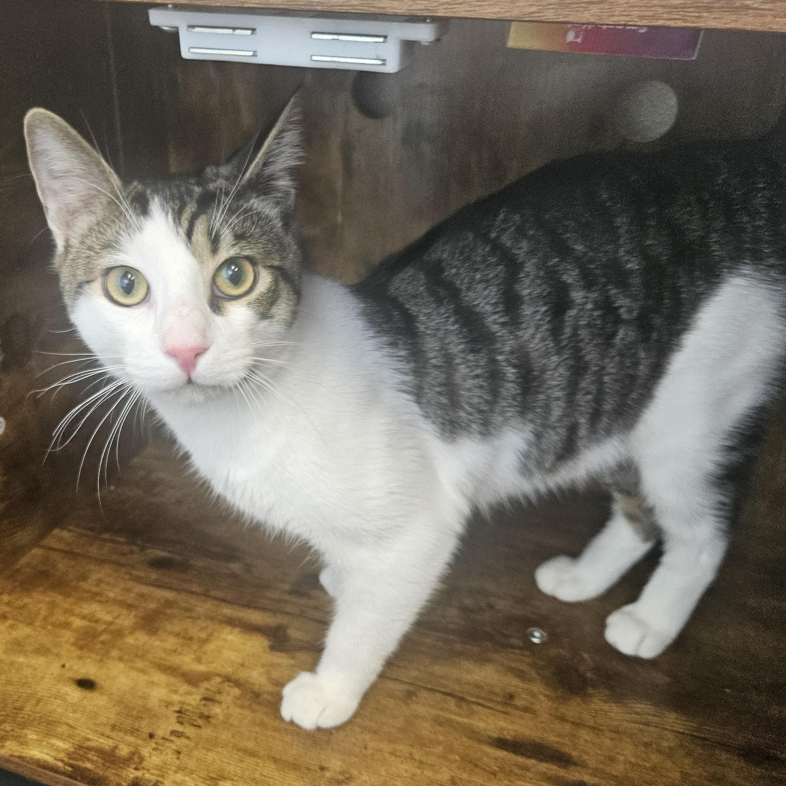 Dwight, ADOPTABLE, Young Male Domestic Short Hair.