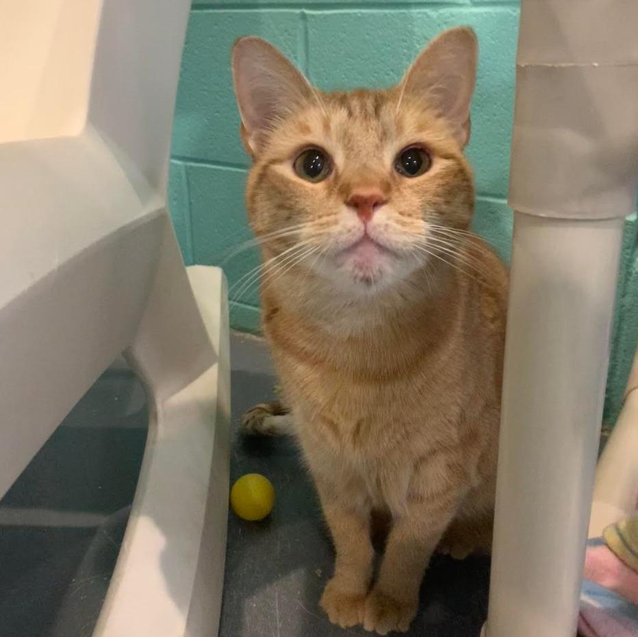 Zappy — thumbnail 3