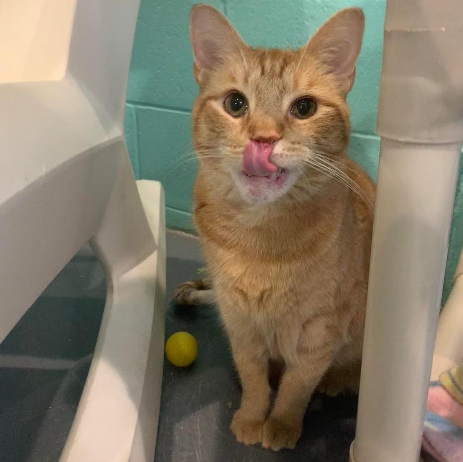 Zappy — thumbnail 4