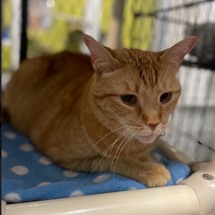 Zappy — thumbnail 5