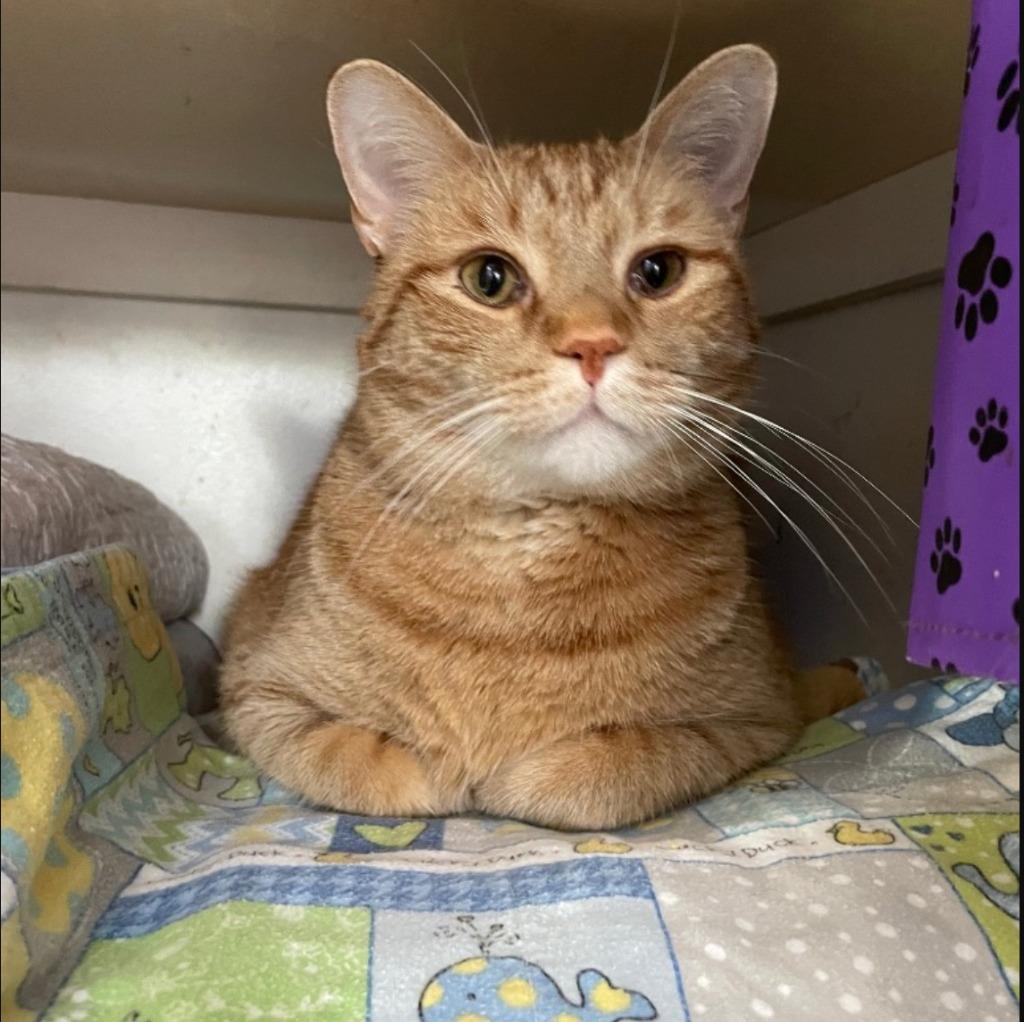 Zappy — thumbnail 6