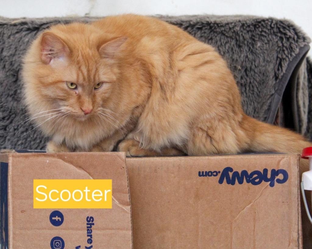 Scooter, Adoptable, Young Male Domestic Long Hair.