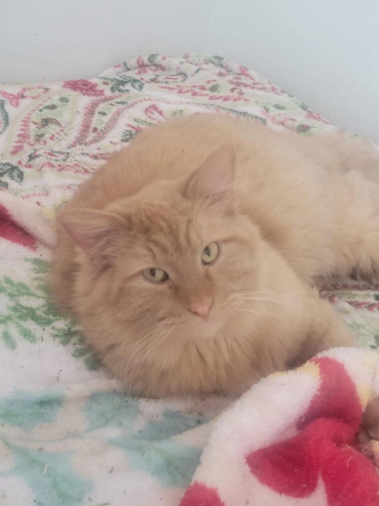 Enlarge Scooter, a Adoptable mixed breed in Ogden, UT image 3/4