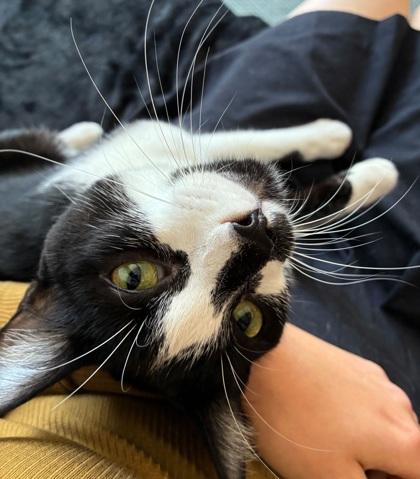 Enlarge Captain, a Adoptable Domestic Short Hair in Encinitas, CA image 1/3