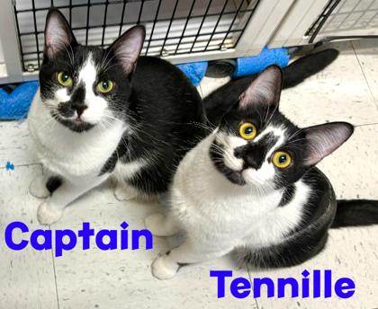 Enlarge Captain, a Adoptable Domestic Short Hair in Encinitas, CA image 3/3