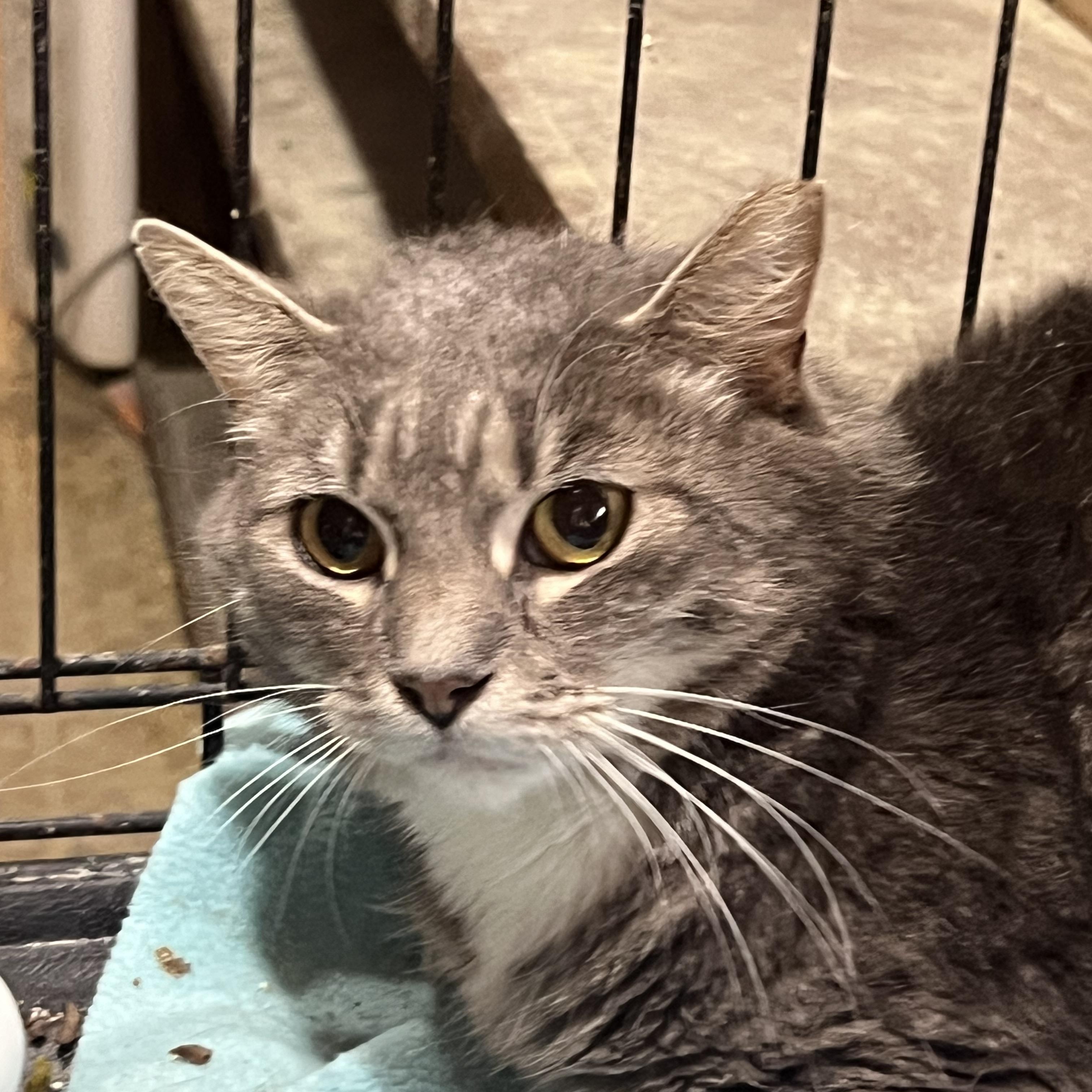 Enlarge Sarge, a Adopted Domestic Short Hair in Cranford, NJ image 4/5