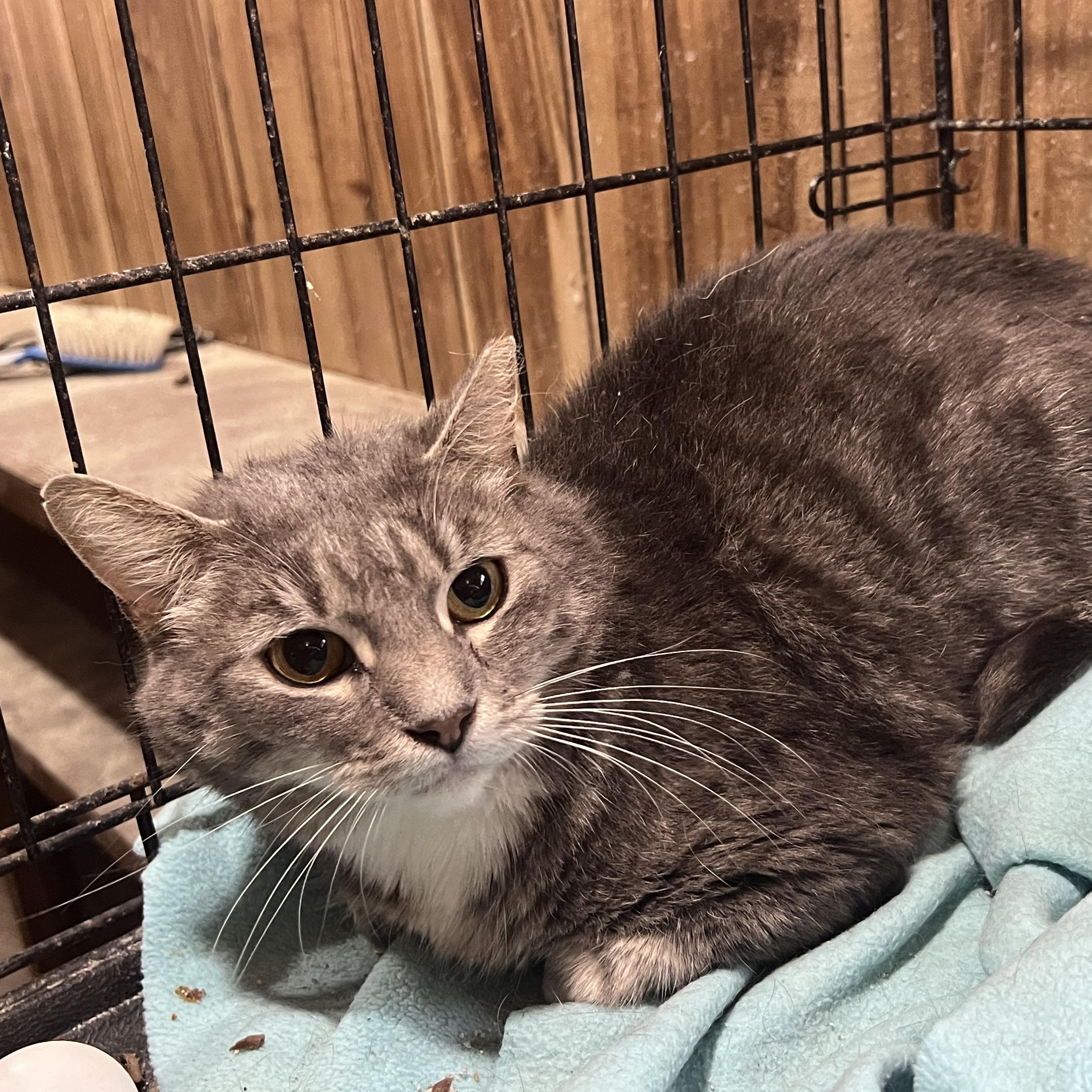 Enlarge Sarge, a Adopted Domestic Short Hair in Cranford, NJ image 3/5