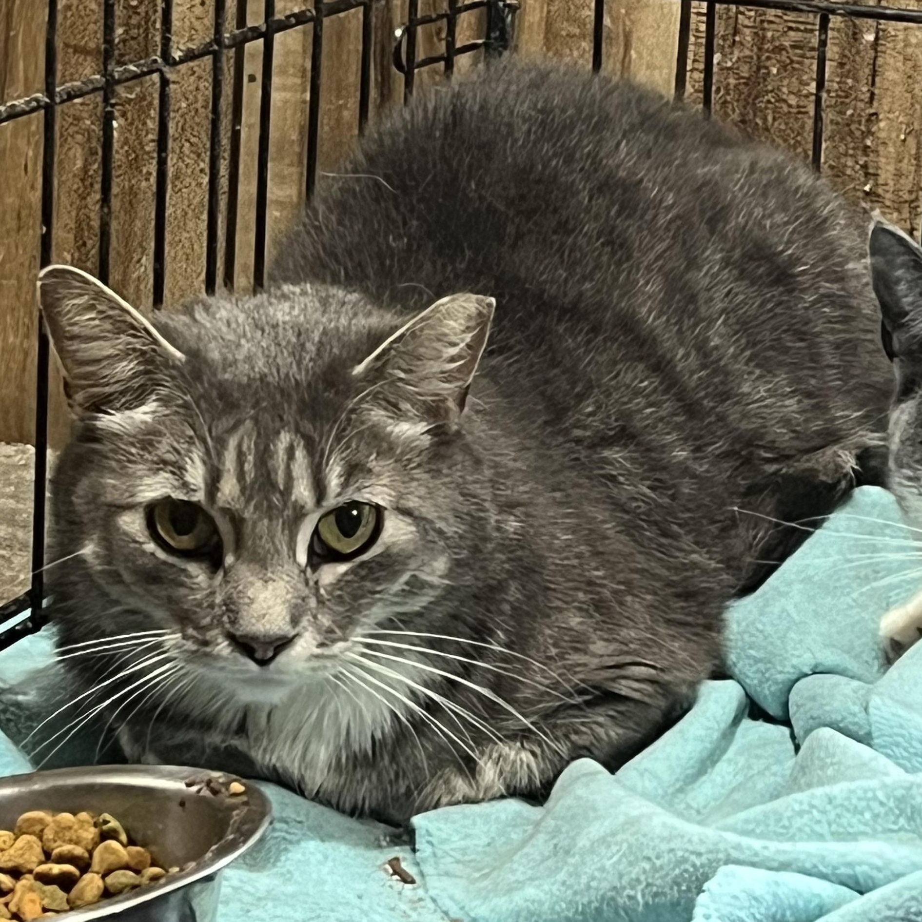 Enlarge Sarge, a Adopted Domestic Short Hair in Cranford, NJ image 5/5