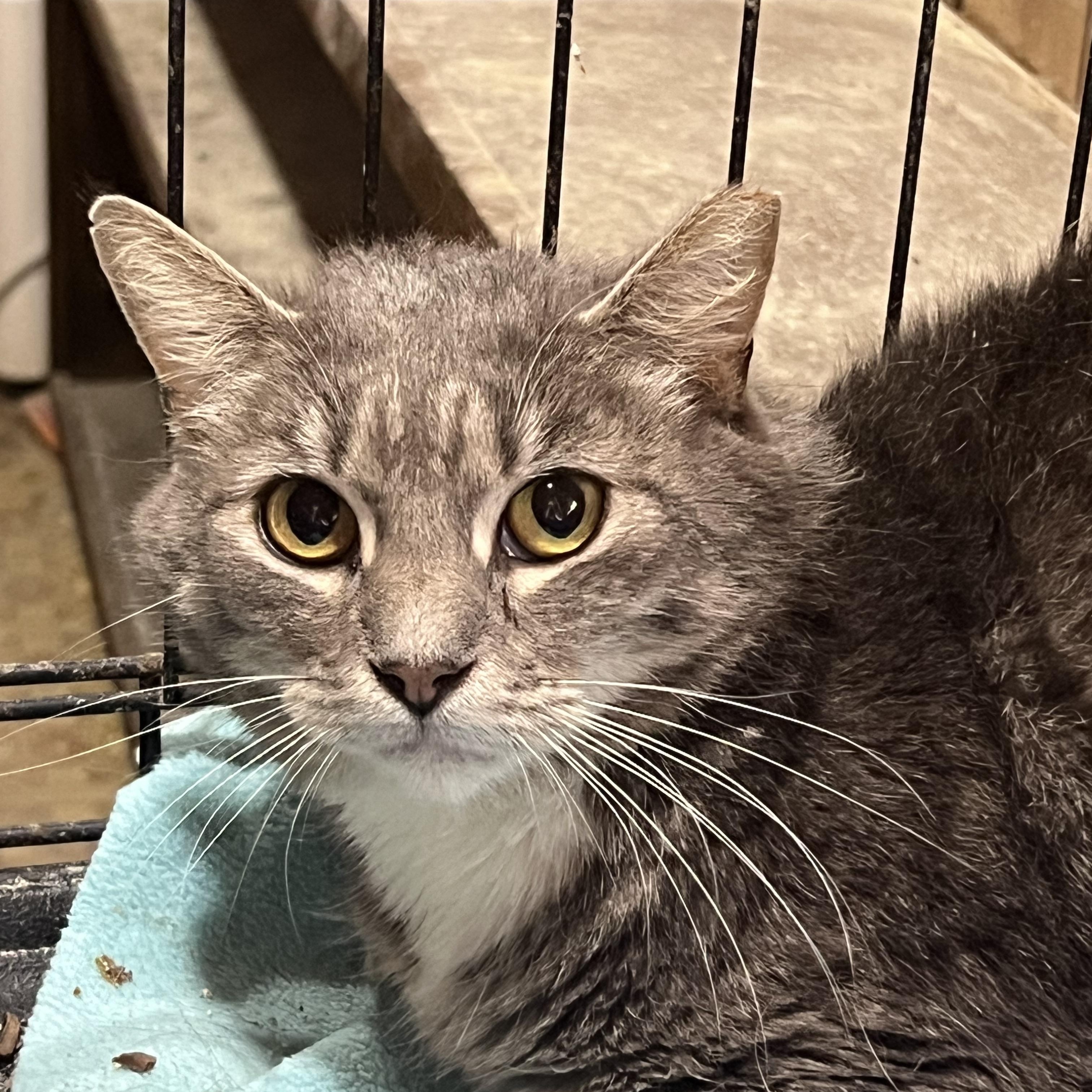 Enlarge Sarge, a Adopted Domestic Short Hair in Cranford, NJ image 2/5