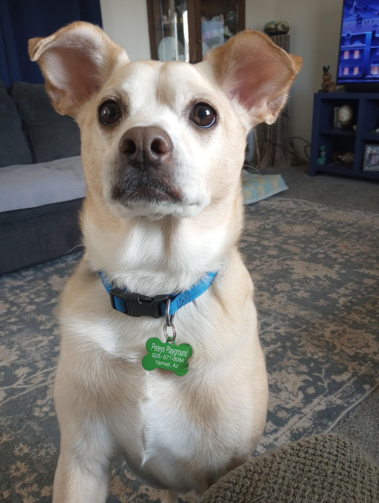 Everest, Adoptable, Adult Male Puggle.
