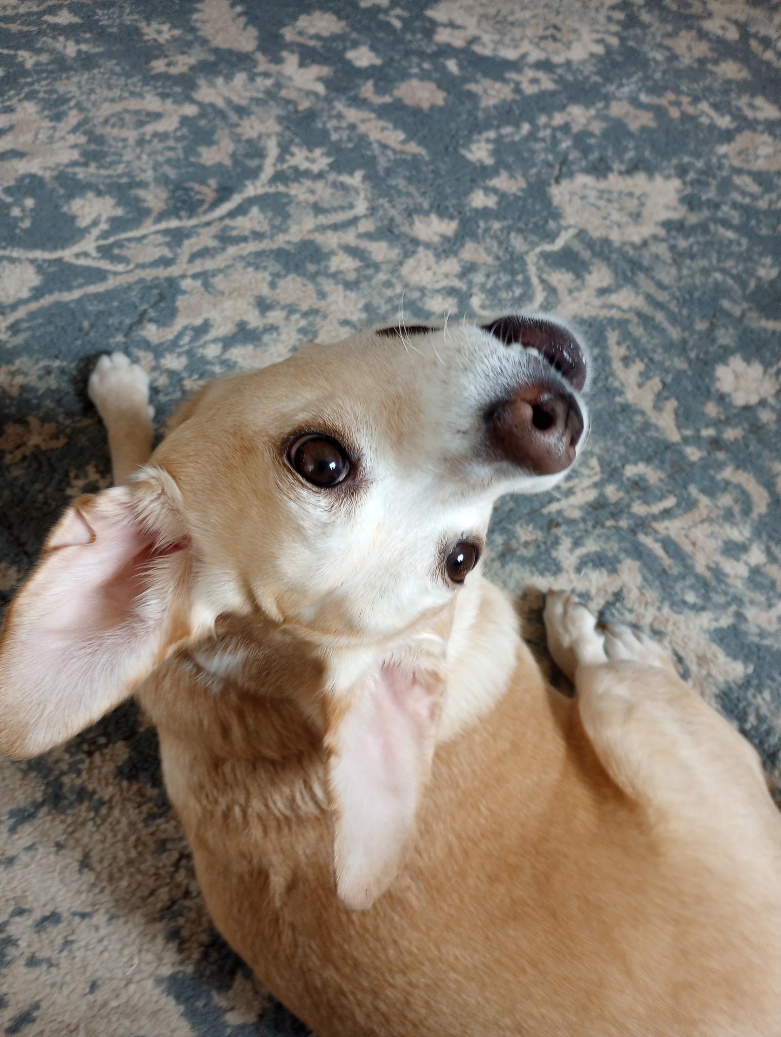 Enlarge Everest, a Adoptable Puggle in Yarnell, AZ image 4/5
