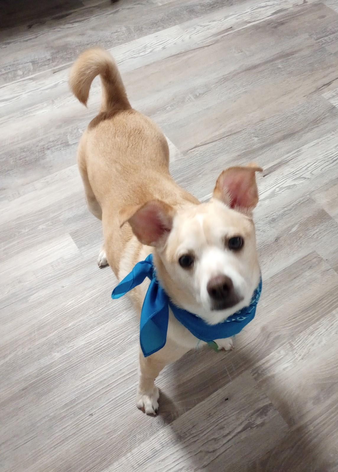 Enlarge Everest, a Adoptable Puggle in Yarnell, AZ image 3/5