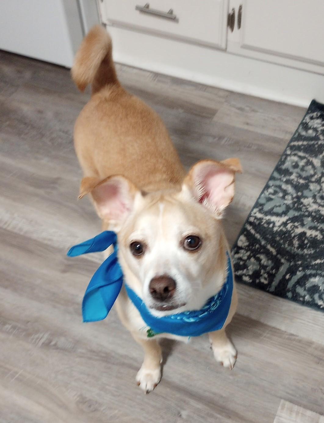 Enlarge Everest, a Adoptable Puggle in Yarnell, AZ image 2/5