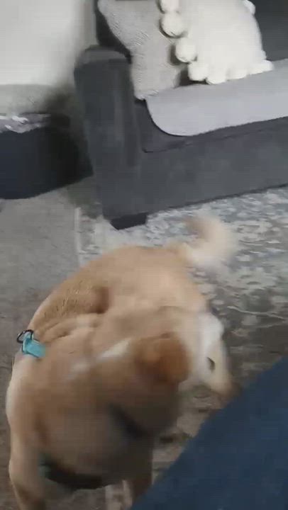 Enlarge Everest, a Adoptable Puggle in Yarnell, AZ video 5/5