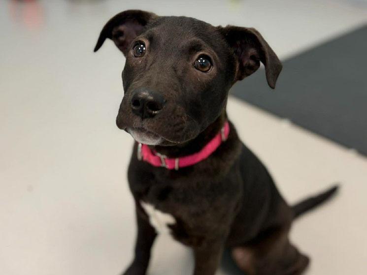 Siri, Adoptable, Puppy Female Mixed Breed.